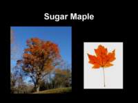 sugarmaple_small.jpg