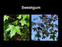 sweetgum_small.jpg