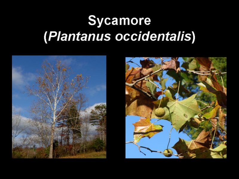 sycamore.jpg