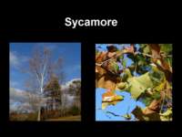 sycamore_small.jpg