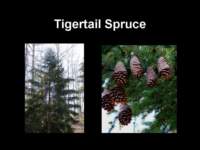 tigertailspruce_small.jpg