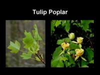 tulippoplar_small.jpg