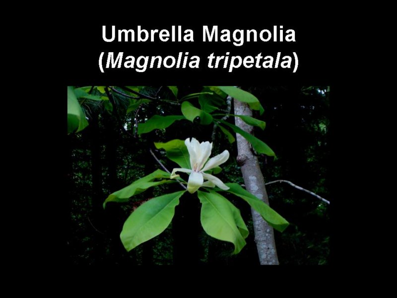 umbrellamagnolia.jpg