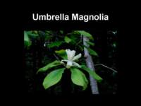 umbrellamagnolia_small.jpg
