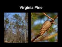 virginiapine_small.jpg