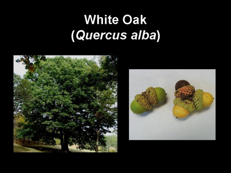 whiteoak.jpg