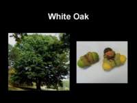 whiteoak_small.jpg