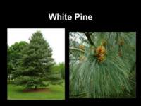 whitepine_small.jpg