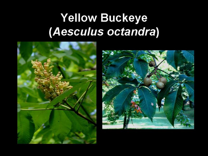 yellowbuckeye.jpg