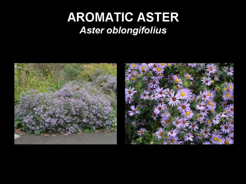 aromaticaster.jpg
