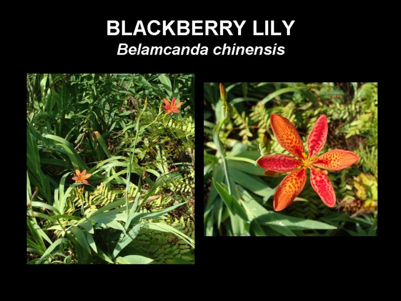blackberrylily.jpg