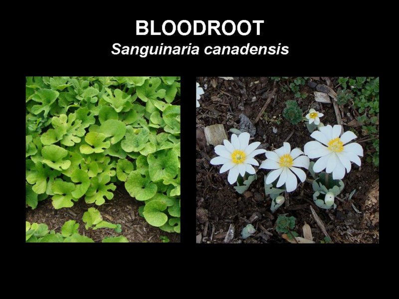 bloodroot.jpg