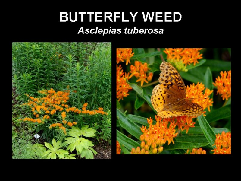 butterflyweed.jpg