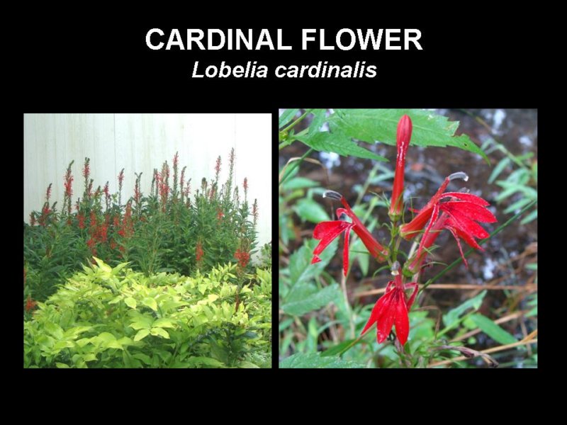 cardinalflower.jpg