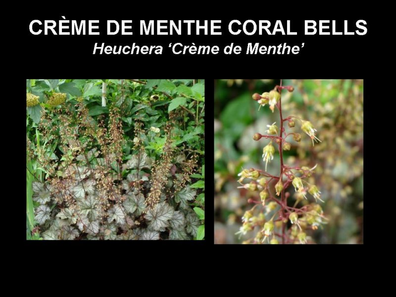 coralbells.jpg