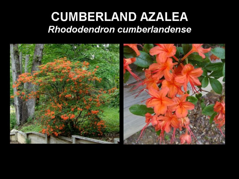 cumberlandazalea.jpg