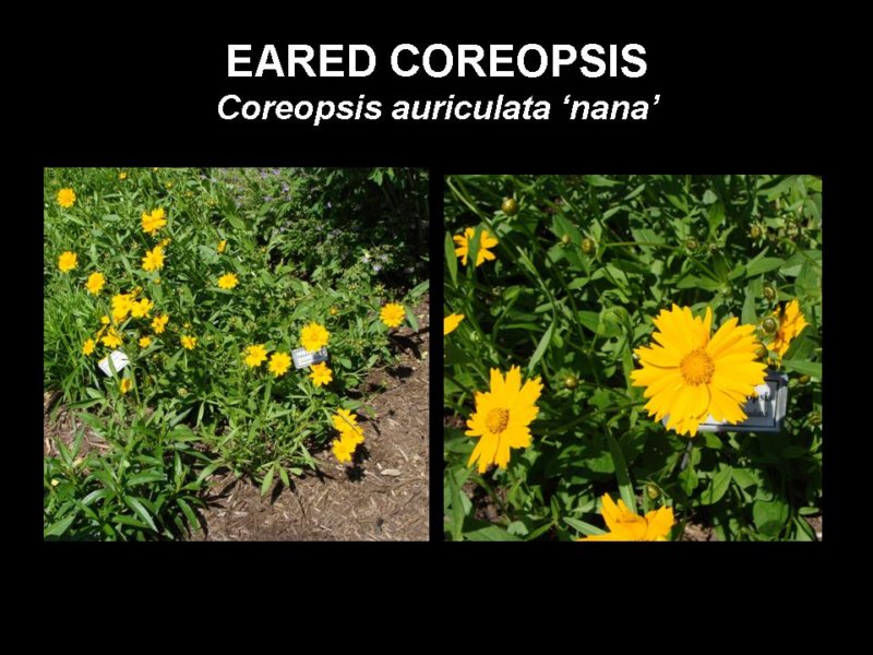 earedcoreopsis.jpg