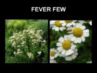 feverfew_small.jpg
