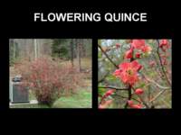 floweringquince_small.jpg