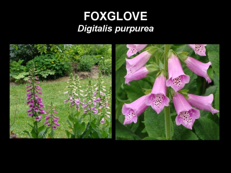 foxglove.jpg
