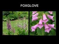 foxglove_small.jpg