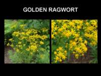 goldenragwort_small.jpg