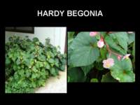 hardybegonia_small.jpg