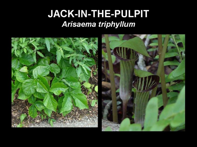 jackinthepulpit.jpg