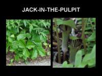 jackinthepulpit_small.jpg