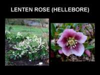 lentenrose_small.jpg