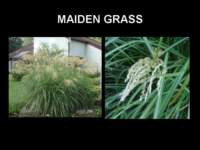 maidengrass_small.jpg
