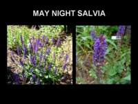 maynightsalvia_small.jpg