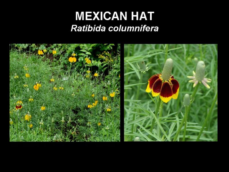 mexicanhat.jpg