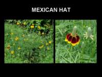 mexicanhat_small.jpg