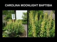moonlightbaptisia_small.jpg