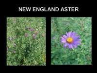 newenglandaster_small.jpg