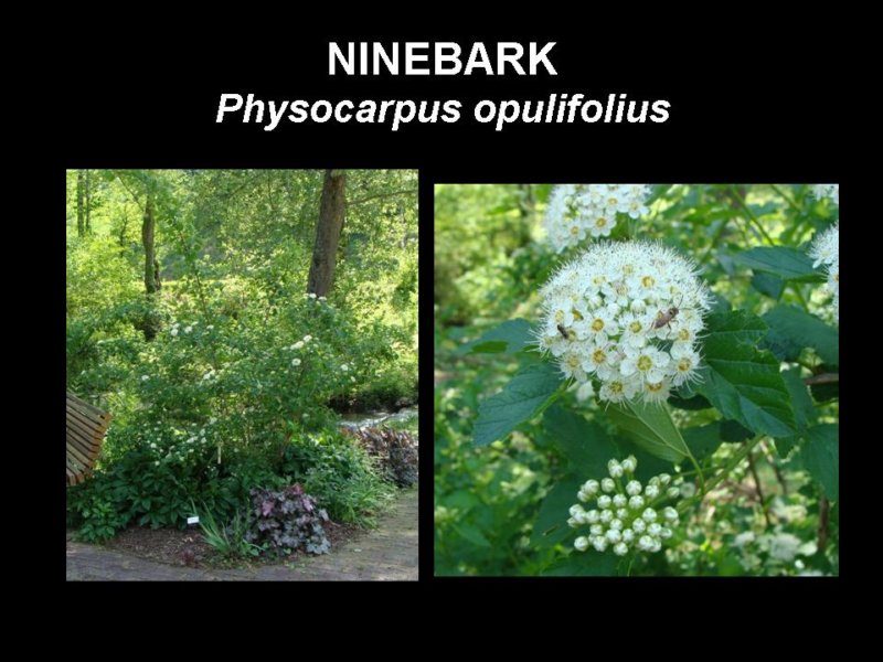ninebark.jpg