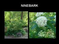 ninebark_small.jpg