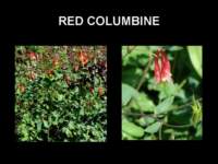 redcolumbine_small.jpg
