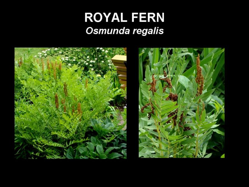 royalfern.jpg