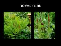 royalfern_small.jpg