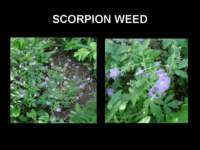 scorpionweed_small.jpg