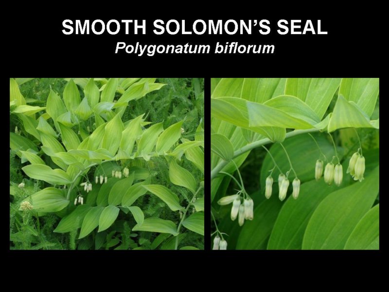 smoothsolomonsseal.jpg