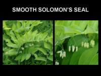 smoothsolomonsseal_small.jpg