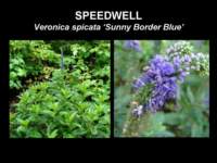speedwell_small.jpg