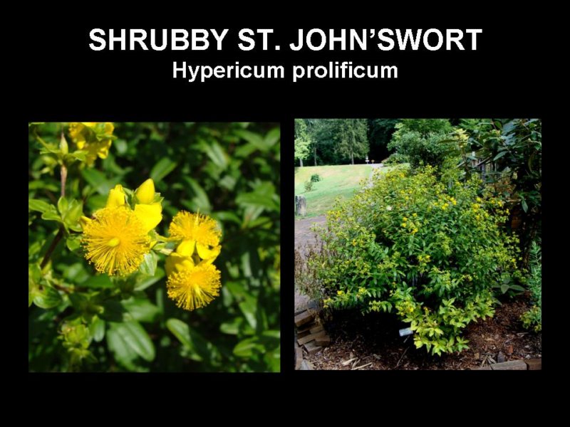 stjohnswort.jpg