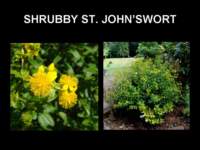 stjohnswort_small.jpg
