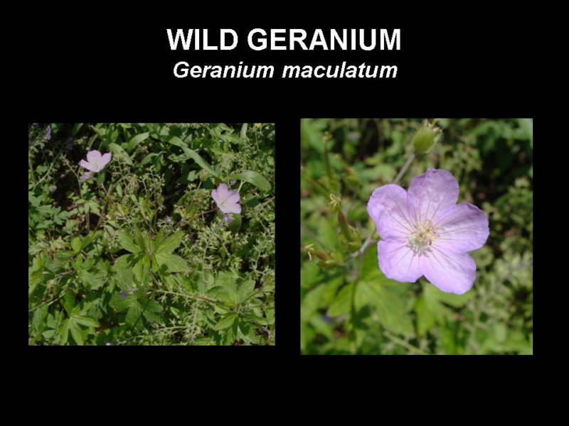 wildgeranium.jpg
