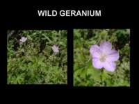 wildgeranium_small.jpg
