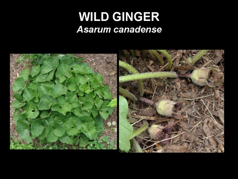 wildginger.jpg